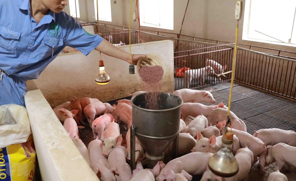 Nhập khẩu thức ăn chăn nuôi
